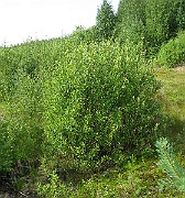 IMG_2072