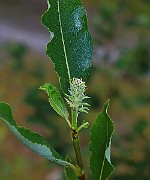 IMG_6922