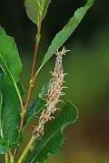 IMG_6926