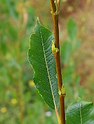 IMG_6928
