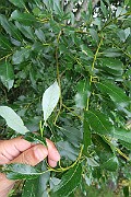 IMG_7074