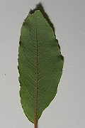 IMG_7250