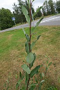 IMG_7257