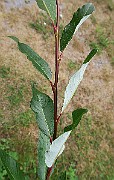 IMG_7260