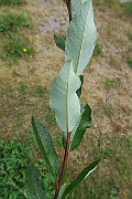 IMG_7261