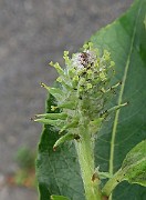 IMG_7275