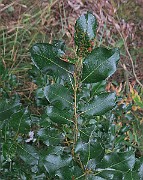 IMG_7294s