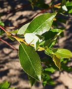 IMG_9375
