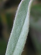 IMG_1847