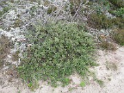 IMG_1850