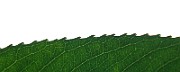 IMG_6940