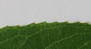 IMG_7256b