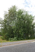 IMG_7265