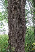 IMG_7272