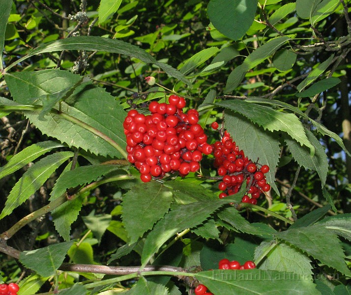 IMG_2789.jpg