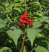 IMG_3552