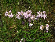 IMG_3963