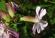 IMG_3964
