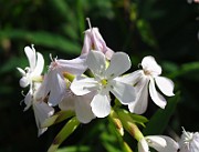 IMG_3977