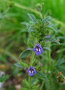 IMG_3368