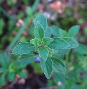 IMG_3371