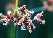 IMG_1101