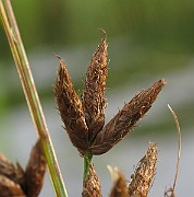 IMG_4965