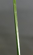 IMG_4967