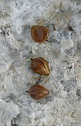 IMG_4972