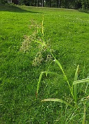 IMG_3752