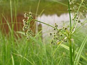 IMG_6396