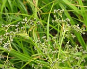 IMG_6418b