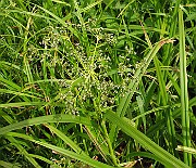 IMG_6419