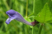 IMG_1642