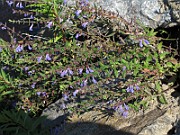 IMG_8762