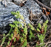 IMG_9809