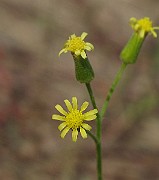 IMG_0910