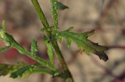 IMG_0914