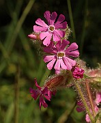 IMG_1322
