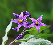IMG_0694