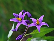 IMG_0696