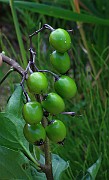IMG_0700