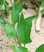 IMG_0704