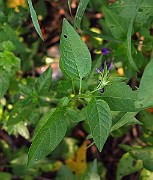 IMG_1784