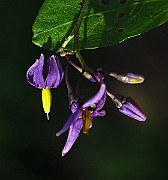 IMG_1786