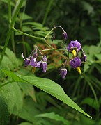 IMG_3594