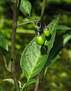 IMG_7739
