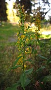 IMG_1533