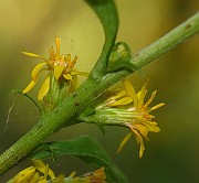 IMG_1536