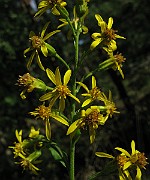 IMG_8130